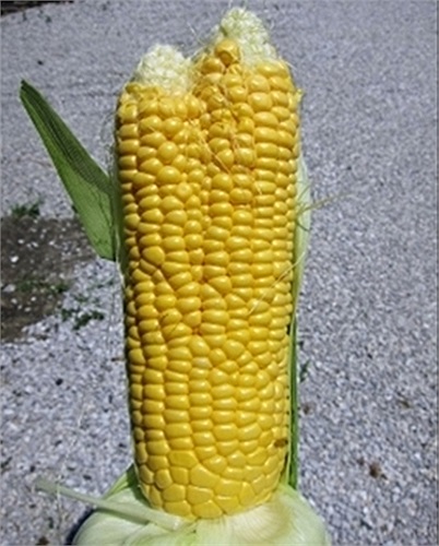 Bắp ngô 'sinh đôi'