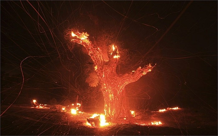 Gió thổi làm thân một cây sồi bị cháy rực sáng ở gần Banning, California, Mỹ