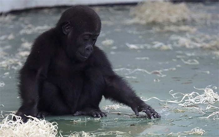 Khỉ đột con chơi đùa bên vũng nước trong phòng điều hòa tại một sở thú ở Thượng Hải, Trung Quốc