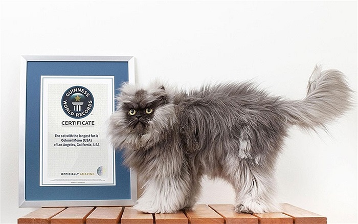 Chú mèo Colonel Meow với bộ lông dài nhất thế giới ở Los Angeles, Mỹ 