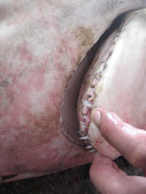 cá mập hung dữ mắc kẹt ở Bình Định