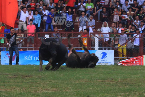 Hội chọi trâu Đồ Sơn, Hải Phòng, "ông trâu"
