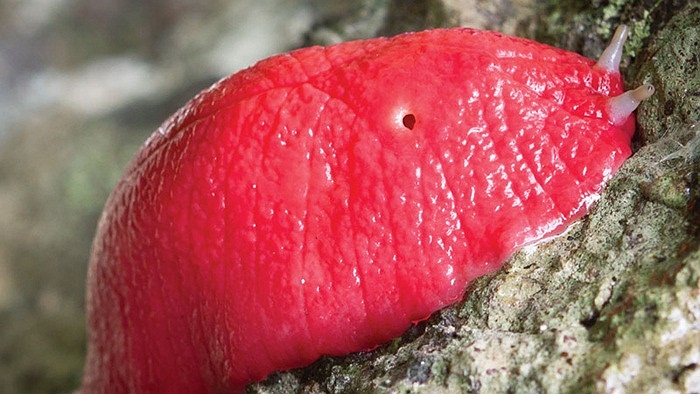 Một cận cảnh của một con sên màu hồng. (Ảnh Michael Murphy/NPWS)