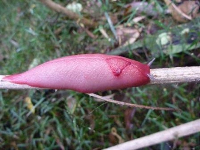 Việc tiến hóa của loài sên đặc biệt này được cho rằng bắt nguồn từ ảnh hưởng của một vụ phun trào núi lửa hàng chục triệu năm trước trên núi Kaputar. 