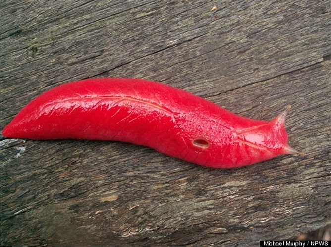 Việc sên Kaputar có màu hồng được cho là do buộc phải thích ứng với việc ngụy trang để tồn tại trong môi trường sống (loài sên hồng này sống ở trong đám lá bạch đàn đỏ). 