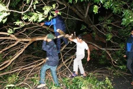 thiệt hại, bão số 6, mất tích, cây đổ, hải phòng, hà tĩnh, thanh hóa, tâm bão