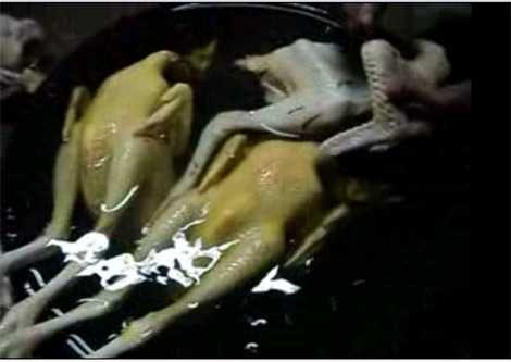 Gà vàng ruộm nhờ... véc-ni làm bóng gỗ