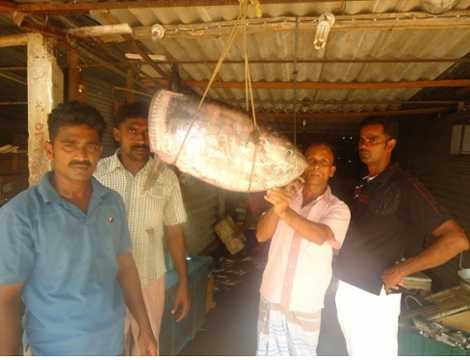 Cận cảnh chú cá lạ hình vuông và không có đuôi.