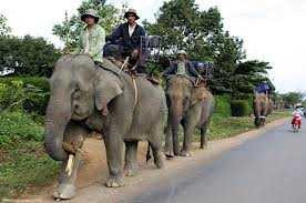 Voi là biểu tượng bất khuất của một số đồng bào dân tộc