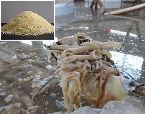 chế biến gelatine