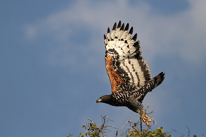 Chúng phân bố ở hầu hết các tỉnh thành miền núi phía Bắc, dọc dải miền Trung, và hết vùng Tây Nguyên. 