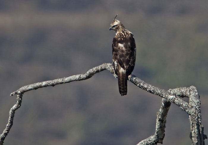 Nó lựa chọn những vách núi, những khu rừng không có người qua lại để làm tổ và đẻ trứng.
