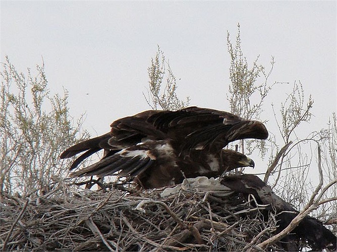 Diều núi ăn động vật có vú nhỏ, chim và nhiều loài bò sát. Chúng quắp cả con gà lên không trung, chộp cả chú rắn độc bay lên trời xanh.