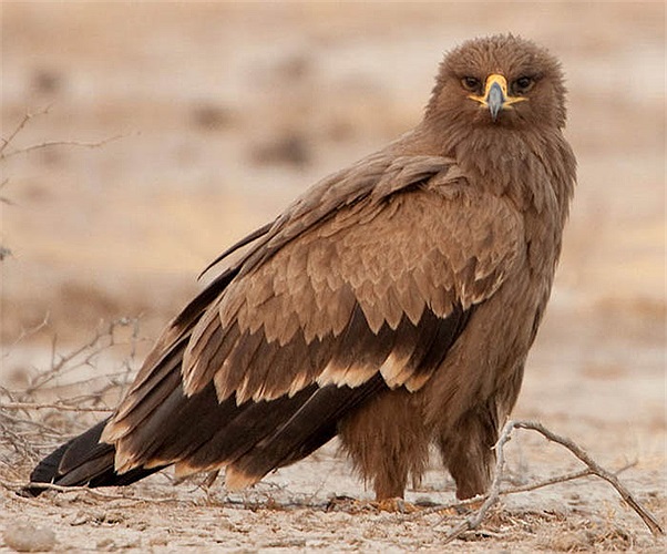 Chúng tha mồi về tổ, rồi xé xác thức ăn để nuôi con.