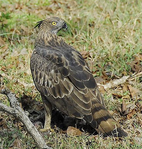 Mặc dù số lượng diều núi vẫn còn khá nhiều, chưa bị đe đọa trên toàn cầu, nhưng số lượng của chúng đang suy giảm nghiêm trọng.