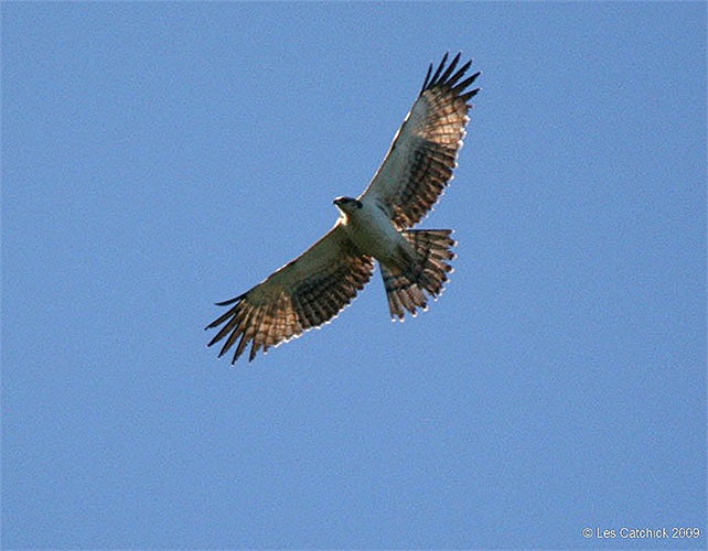 Ở nước ngoài, loài này đã trở thành vật nuôi làm cảnh nhiều năm nay. Hiện người Việt cũng bắt đầu chơi diều núi.
