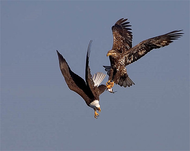 Tuy nhiên, việc chúng sinh sản quá ít, chỉ đẻ 1 trứng/ lần, cộng với việc săn lùng ráo riết, nên chúng ngày một hiếm ở môi trường tự nhiên.