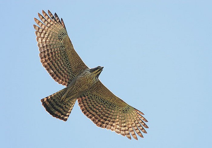 Ở các vùng miền núi Việt Nam, chúng xuất hiện tương đối ít, hiếm khi gặp, nhưng chúng thực sự là chúa tể bầu trời, là vua của các loài chim.