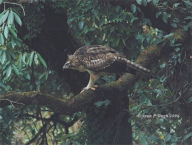 Loài diều núi này sinh sống ở địa bàn khá rộng, từ Ấn Độ, Nepal và Sri Lanka đến Thái Lan, Đài Loan, Indonesia và Nhật Bản và Việt Nam.