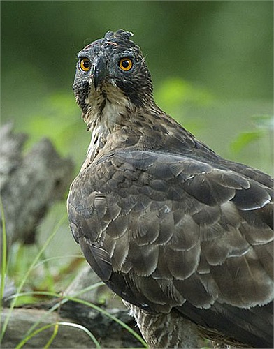 Con trưởng thành có màu nâu nhạt dưới bụng. Cánh rất rộng và chiếc đuôi cong.