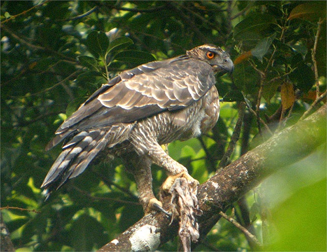 Ở mỗi địa bàn phân bố, chúng lại có một chút khác biệt. Ở Việt Nam, loài diều núi đặc trưng với một túm lông nhỏ ở trên đầu, trông rất oai vệ.