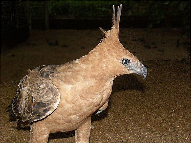 Giống như hầu hết các loài chim, chúng làm tổ trên cây. Tổ của chúng thường được đặt ở vị trí cao, trên đỉnh núi hiểm trở, rừng rậm.