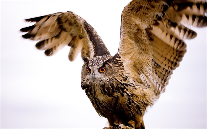 Ở Việt Nam có 3 loài cú lợn, gồm cú lợn lưng xám (Tyto alba stertens), cú lợn rừng phương Đông (Phodilus badius saturatus) và cú lợn lưng nâu (Tyto longimembris).