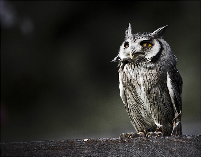 Cú lợn lưng xám và cú lợn lưng nâu được xếp vào các loài động vật là thiên địch của chuột (thức ăn chính là chuột), bị nghiêm cấm khai thác từ tự nhiên.