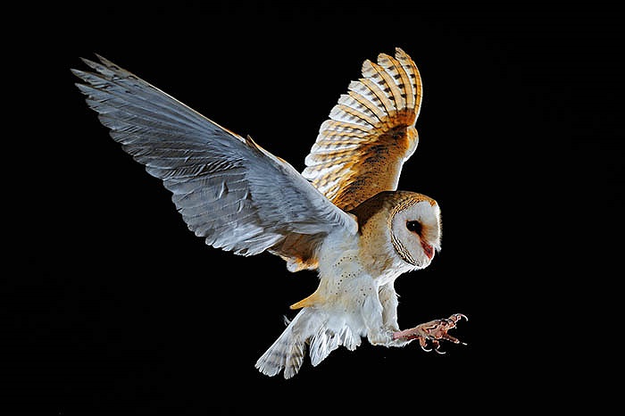 Mặc dù cú lợn rừng có vùng phân bố rộng nhưng số lượng cá thể ít, hiếm gặp. 