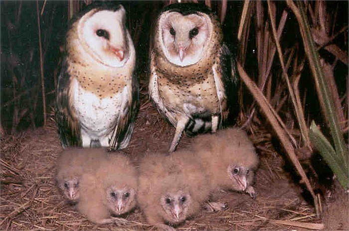 Hiện tại cũng chưa xác định được còn bao nhiêu cá thể tồn tại trong tự nhiên.