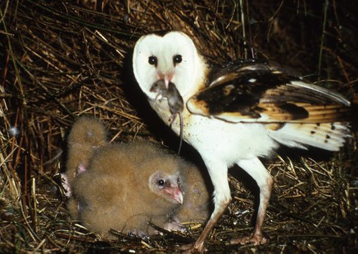 Trên thế giới, người ta coi đây là một loài chim có vẻ đẹp độc đáo, được yêu thích. Chúng có khuôn mặt hình trái tim rất ngộ nghĩnh. Bộ lông mượt có nhiều hoa văn khá đẹp mắt.