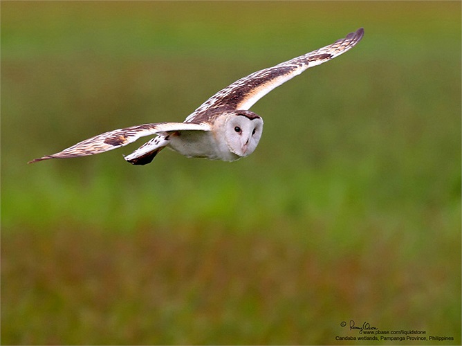 Cú lợn là chim săn mồi, hoạt động chủ yếu về đêm, thường sống thành đôi hoặc đơn độc và không di trú.