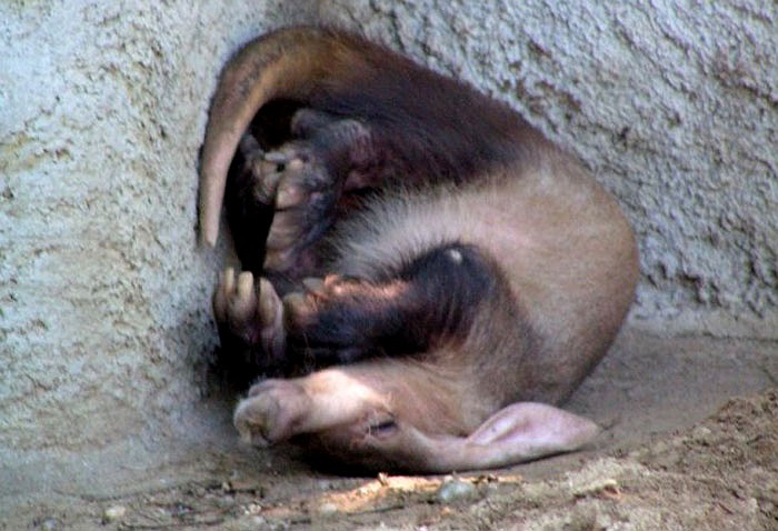 Lợn đất là loài động vật có vú sinh sống ở châu Phi.