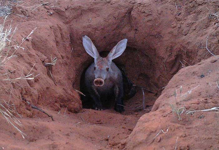 Lợn đất thường đào hang ở đồng cỏ, nơi không có con người qua lại, hoặc đào hang trong rừng sâu, đất mềm.