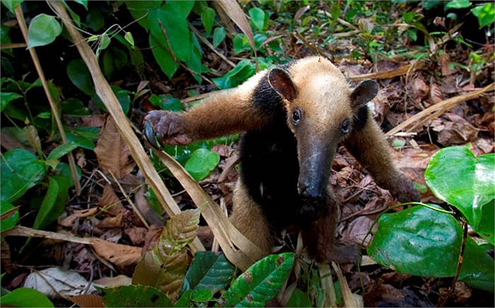 Nó sử dụng cái mũi thính nhạy để tìm kiếm thức ăn. Gặp tổ kiến, nó dùng móng vuốt cào một lỗ nhỏ, rồi ủi mũi vào trong, dùng cái lưỡi vừa dài vừa dính để liếm kiến vào bụng.