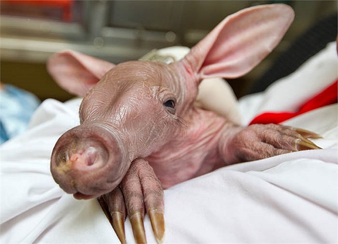 Lợn mẹ lại cực kỳ vụng về trong việc nuôi con. Mỗi lứa đẻ 3-4 lợn con, nhưng lợn mẹ thường đè chết con liên tục.