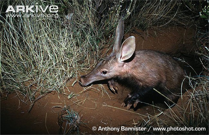Lợn đất là đại diện duy nhất của bộ động vật răng ống. Răng lợn đất gồm những cái ống nhỏ xíu nằm cạnh nhau.