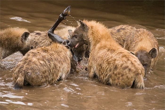 Chính vì thế, chúng còn được gọi là linh cẩu cười hay chồn cười. Chúng nằm trong họ linh cẩu, thuộc bộ ăn thịt.