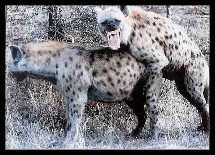 Con mồi của nó từ các loài chim nhỏ, cho đến trâu rừng, bò tót, hươu, nai, thậm chí cả voi, tê giác, là những loài to hơn chúng vài chục lần.