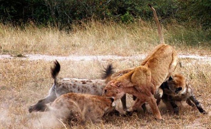 Vì tính bầy đàn cao, nên đôi khi chúng cướp mồi của cả sư tử. Báo châu phi là loài cực kỳ hung dữ, thợ săn tài ba, cũng thường xuyên bị loài này cướp mất con mồi.