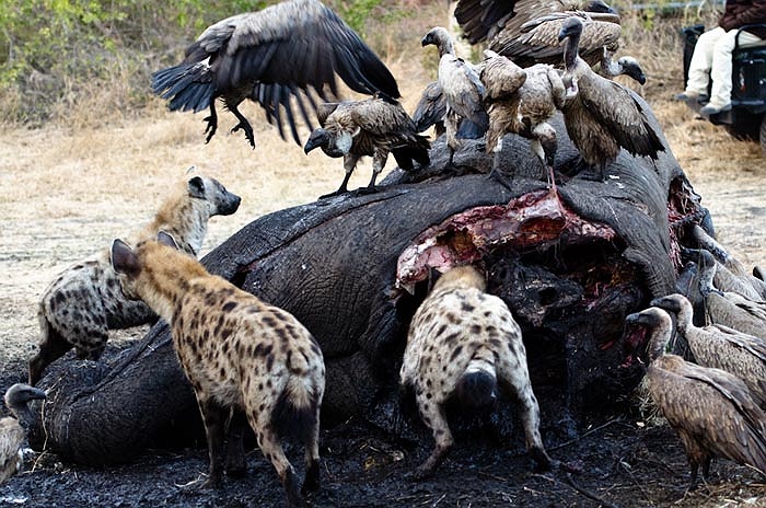 Mặc dù khả năng săn mồi điêu luyện, nhưng chúng lại thích thú với việc cướp con mồi từ các loài vật khác.