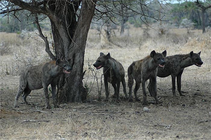 Thay vì việc phải đi săn vất vả, chúng nằm phơi nắng ngửa mặt lên trời theo dõi bầy kền kền, quạ. Thấy 2 loài này xuất hiện, y rằng chúng biết có xác thối hoặc con mồi mới bị tiêu diệt.