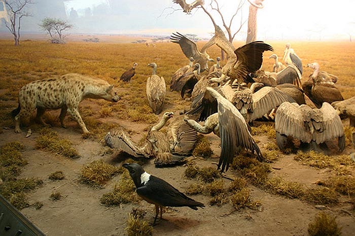 Chúng chỉ việc chạy theo hướng bay của kền kền, quạ và sẽ biết khu vực có con mồi vừa bị hạ sát.