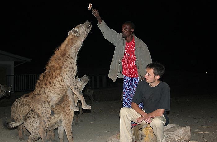 Các nhà khoa học cho rằng, tổ tiên của linh cẩu đốm là loài linh cẩu vằn.