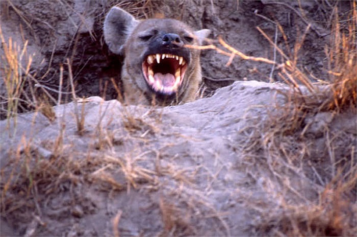 Pháp danh khoa học của nó là Crocuta crocuta. Chúng là loài linh cẩu to lớn nhất và là loài bản địa của khu vực quanh Sahara.