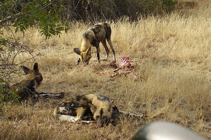 Tổ tiên của chúng là loài ăn xác thối. Tuy nhiên, linh cẩu đốm tiến hóa thành loài mới và chuyển sang săn mồi thay vì chỉ ăn xác thối.
