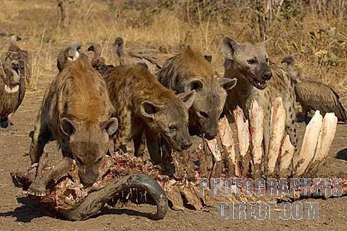 Chúng cũng phát triển mạnh 2 chi trước, khiến chi trước dài và khỏe hơn 2 chi sau. Răng của chúng có thể xé toạc da những loài thú dai nhất.