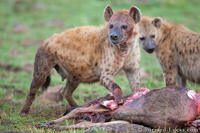 Nếu một con linh cẩu đốm đang đánh nhau với những con vật khác, chúng sẽ không quản ngại tính mạng lao vào chiến đấu cứu đồng loại.
