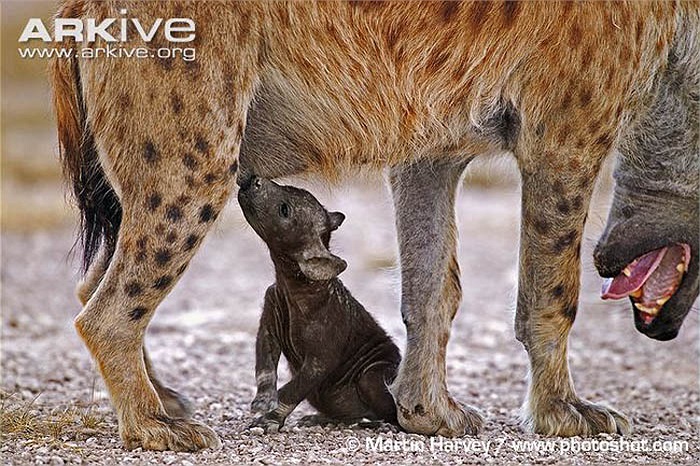 Nếu con linh cẩu đốm cùng máu mủ, dù họ hàng xa, thì chúng càng chiến đấu quyết liệt để hơn để bảo vệ nhau.