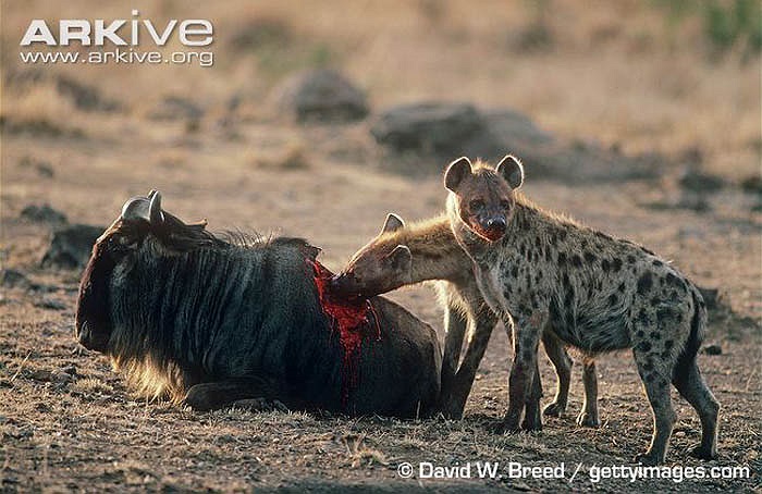 Theo các nhà nghiên cứu, loài linh cẩu cái có tính tập thể cao hơn và linh cẩu con thừa hưởng tập tính này từ mẹ.